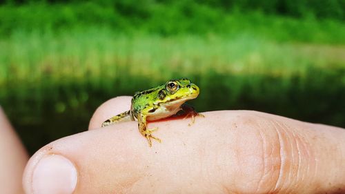 Close-up of frog