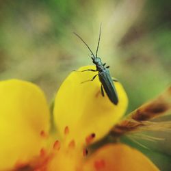 Close-up of insect on yellow flower