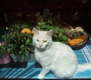 Cat sitting by plants