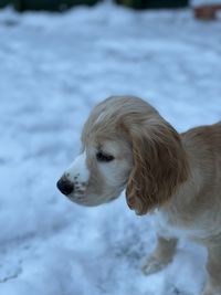 Dolly finding her feet in the snow at home.