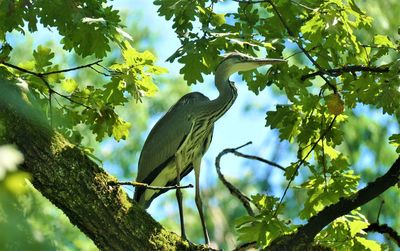 Low angle view of bird perching on tree