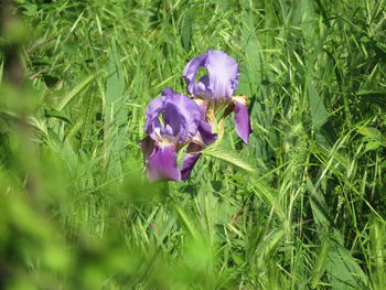 Close-up of purple crocus flowers on field