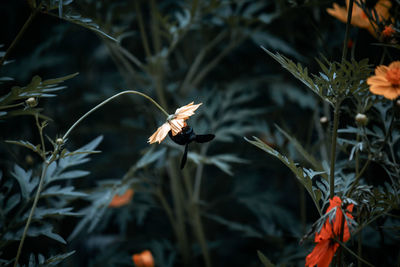 Close-up of bee pollinating on flower