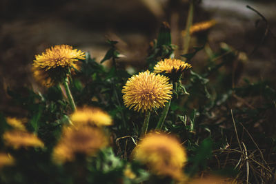 Close-up of purple flowering plants on field