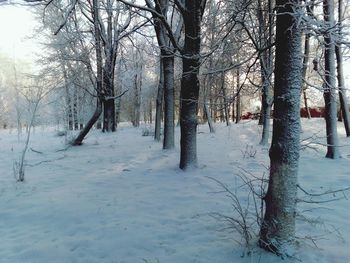 Bare trees on snow covered landscape