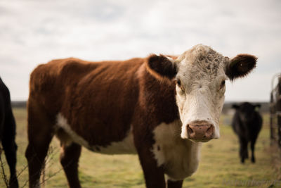 Portrait of cow standing on field against sky