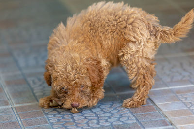 Close-up of dog on footpath