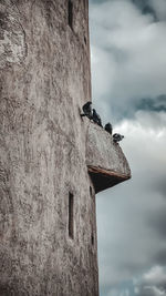 Low angle view of bird perching on wood against sky