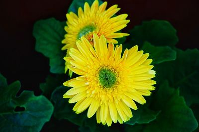 Close-up of yellow flower blooming outdoors