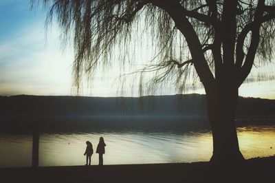 Silhouette trees at sunset