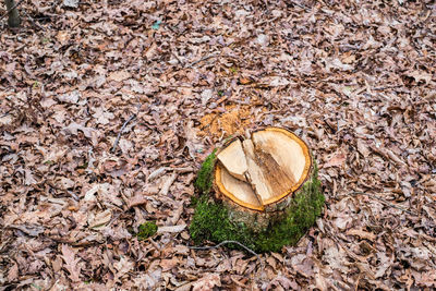 High angle view of tree stump by leaves