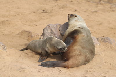 Sea lion relaxing on sand at beach