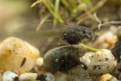 Close-up of crab in aquarium