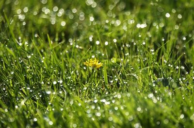 Full frame shot of wet grass on field