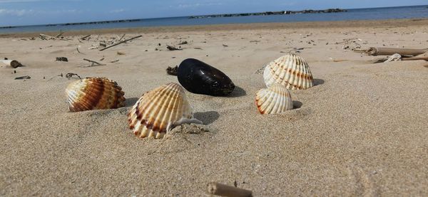 Close-up of shells on beach