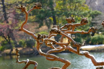 Bare tree branches against river