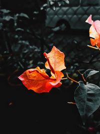 Close-up of orange maple leaf