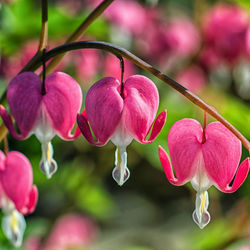 Close-up of pink flowers
