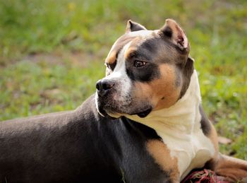 Close-up of dog looking away on field