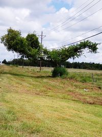 Trees on field against sky