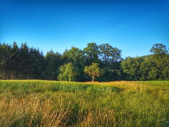 Scenic view of field against clear sky