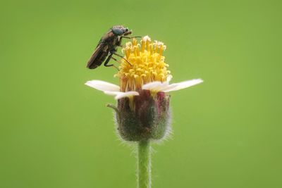 Close-up of bee perching on yellow flower