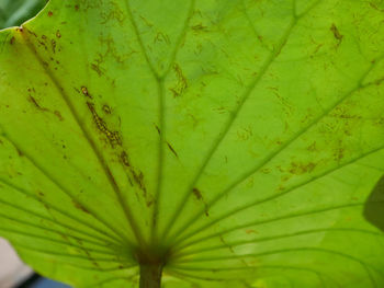 Full frame shot of leaves