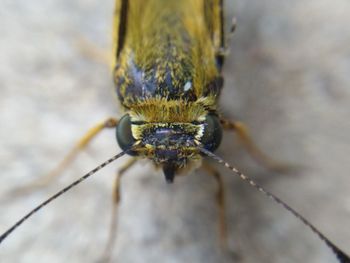 Close-up of insect