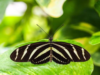 Close-up of butterfly perching on leaf