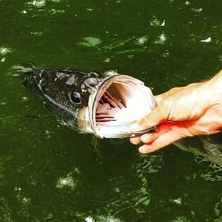 water, reflection, lifestyles, leisure activity, swimming, lake, animal themes, waterfront, outdoors, day, pond, high angle view, nature, holding, wildlife, childhood, bubble, motion