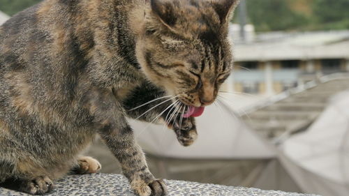 Close-up of a cat