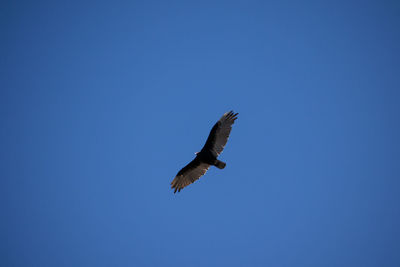 Low angle view of bird flying over white background