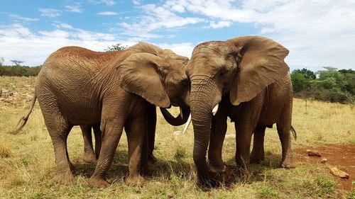View of elephant on field against sky