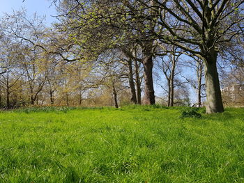 Trees growing on field