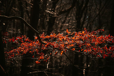 Close-up of red flowering plants during autumn