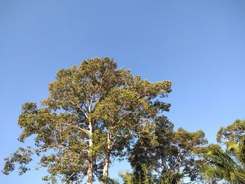 Low angle view of tree against clear blue sky
