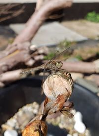 Close-up of insect on twig