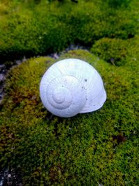 Close-up of ball on grass
