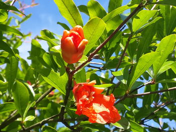 Close-up of leaves