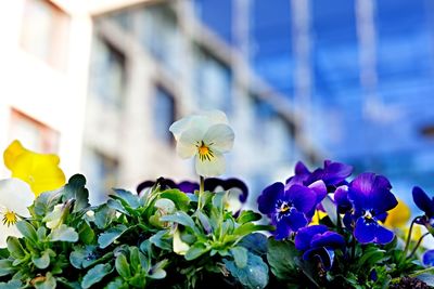 Close-up of purple flowering plant