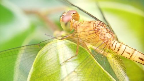 Close-up of insect on leaf