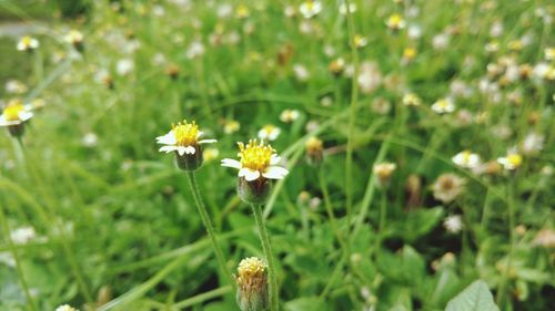 Close-up of yellow flowers blooming on field