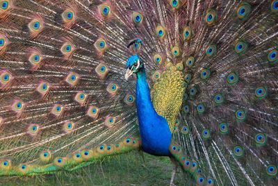 Close-up of peacock