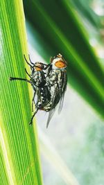 Close-up of insect on plant