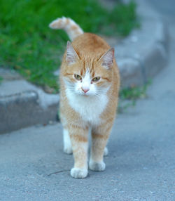 Portrait of cat on footpath