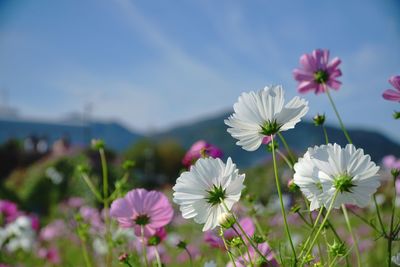Close-up of cosmos flowers blooming against sky