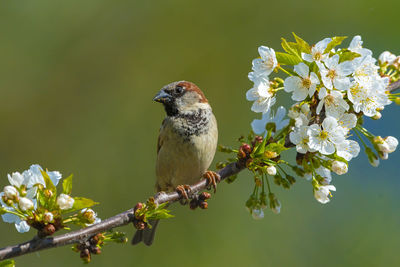 Close-up of bird perching on flower