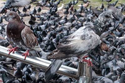 High angle view of pigeons perching