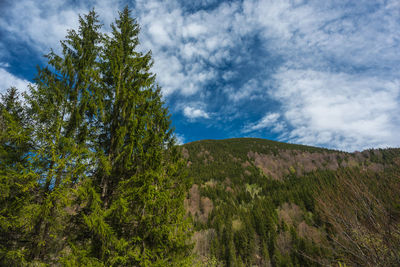 Low angle view of trees on mountain against sky