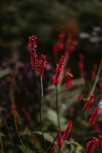 Close-up of red flowering plant on field